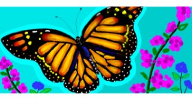 Drawing of Butterfly by justme❤️