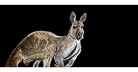 Drawing of Kangaroo by Çhåching