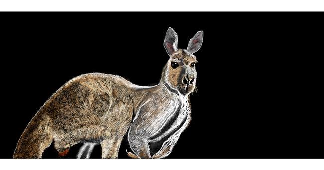 Drawing of Kangaroo by Chaching