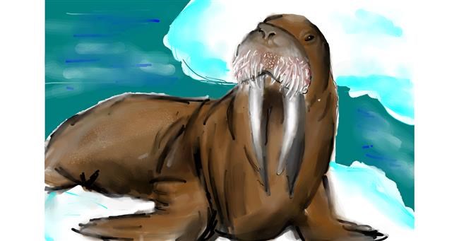 Drawing of Walrus by Unknown