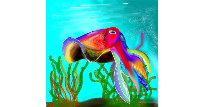 Drawing of Cuttlefish by Ri
