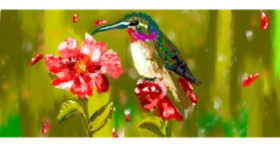 Drawing of Hummingbird by Philip