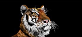 Drawing of Tiger by Çhåching