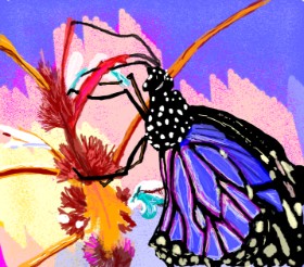 Drawing of Butterfly by Geo-Pebbles