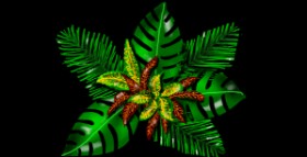 Drawing of Leaf by Eclat de Lune