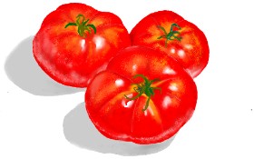 Drawing of Tomato by GJP