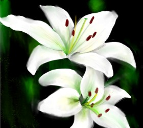 Drawing of Lily flower by Lou