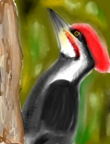 Drawing of Woodpecker by Walter nonwhite