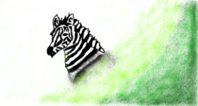 Zebra-Zeichnung von Anonymous
