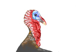 GJP の 七面鳥 の絵