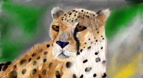 Gepard - autor: Mia