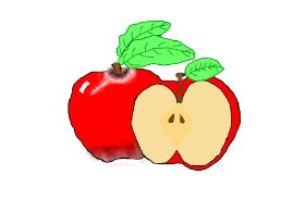 Drawing of Apple by Unknown