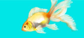 Drawing of Goldfish by Kim