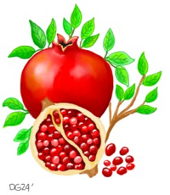 Drawing of Pomegranate by GreyhoundMama