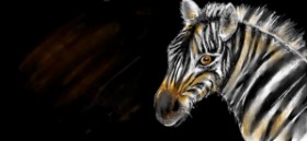 Zebra-Zeichnung von Robin