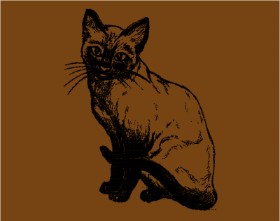 Drawing of Cat by Mostafa