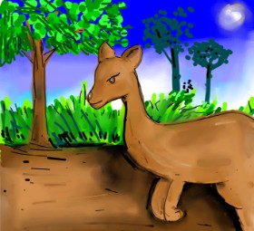 Drawing of Kangaroo by Peek