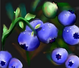 Drawing of Blueberry by Leah