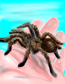 Drawing of Spider by ⋆su⋆vinci彡