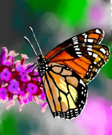 Drawing of Butterfly by Яandi