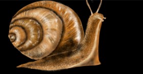 Drawing of Snail by Eclat de Lune