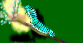 Drawing of Caterpillar by Eclat de Lune