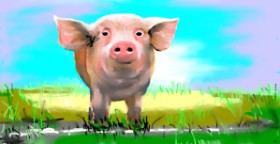 Drawing of Pig by Swimmer