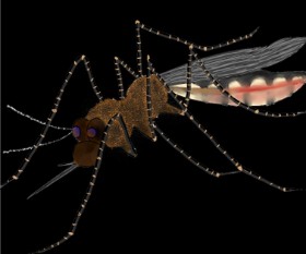 Drawing of Mosquito by Snowy