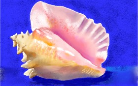 Drawing of Seashell by GJP