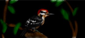 Drawing of Woodpecker by Annie