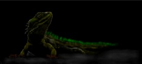 Drawing of Lizard by Annie