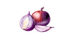 Drawing of Onion by Çhåching