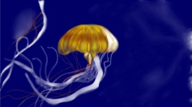Drawing of Jellyfish by Çhåching