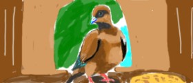 JAmile の 鳥 の絵
