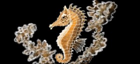 Çhåching の タツノオトシゴ の絵