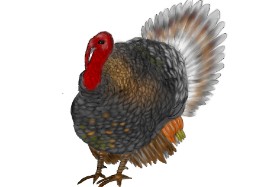 Jan の 七面鳥 の絵
