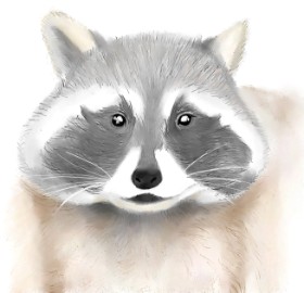 Um の アライグマ の絵