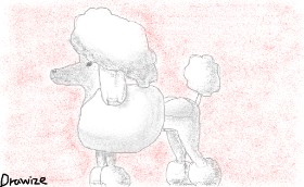 Drawing of Poodle by cottoncloud7
