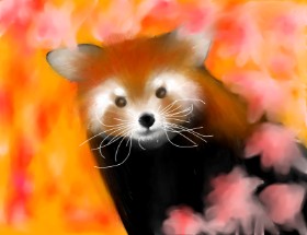 Sophie_draw24 の レッサーパンダ の絵