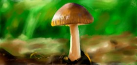 Drawing of Mushroom by 𝐋𝐢𝐚