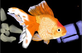 Bibattole の 金魚 の絵