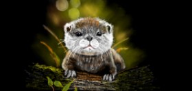 Drawing of Otter by Çhåching