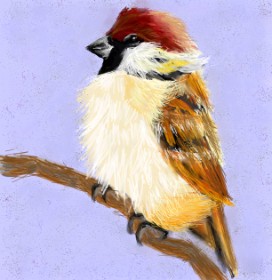 Drawing of Sparrow by 👽mint