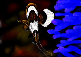 Drawing of Clownfish by Bells