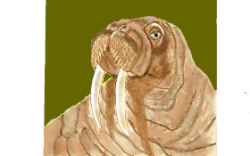 Drawing of Walrus by GJP