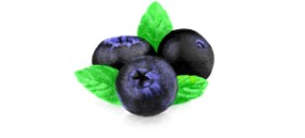 Drawing of Blueberry by Lucio