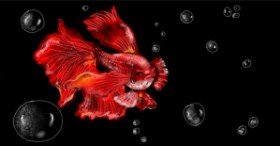 Eclat de Lune の 金魚 の絵