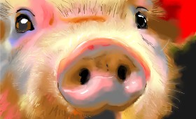 Drawing of Pig by Herbert