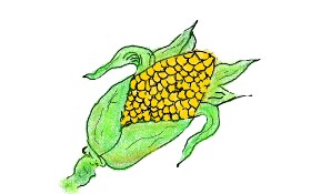tiny=) の トウモロコシ の絵
