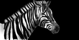 Zebra-Zeichnung von Eclat de Lune
